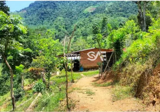 Finca en venta - Dabeiba, Antioquia